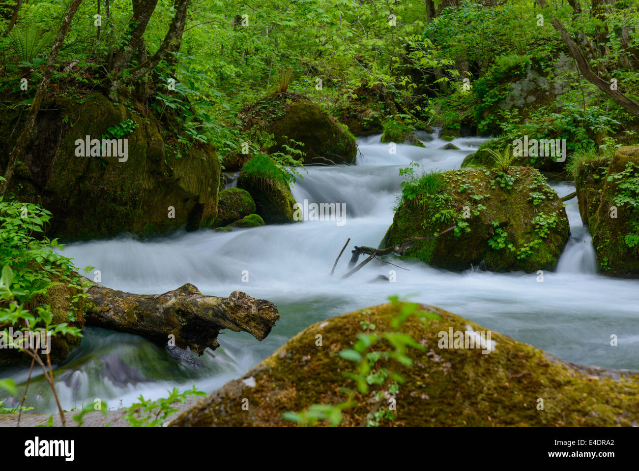 Oirase Schlucht in frischem Grün, Aomori, Japan Stockfoto