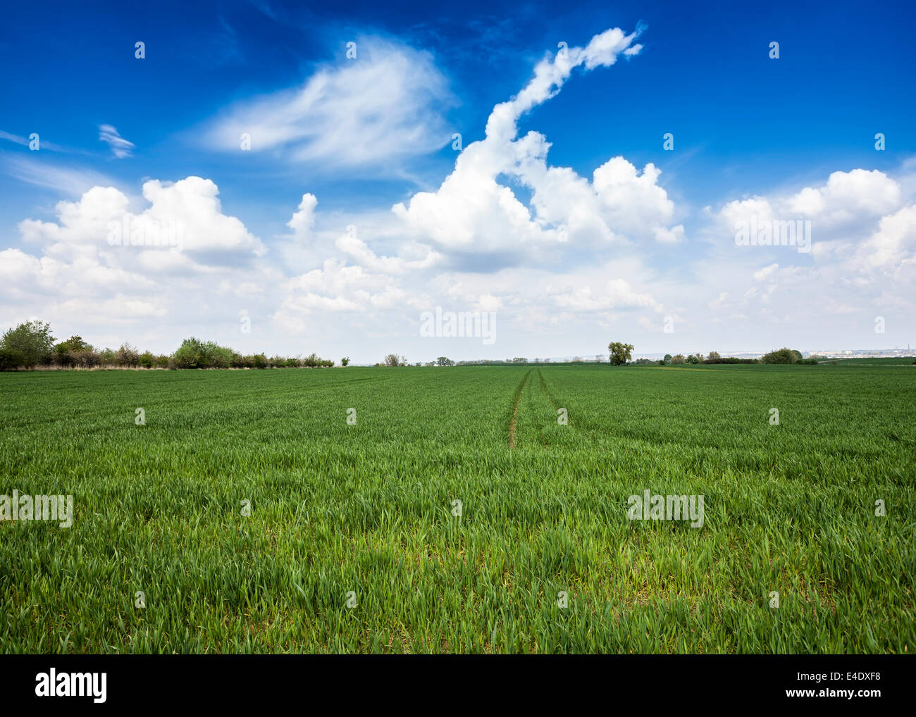 Grünes Feld und blauer Himmel. Stockfoto