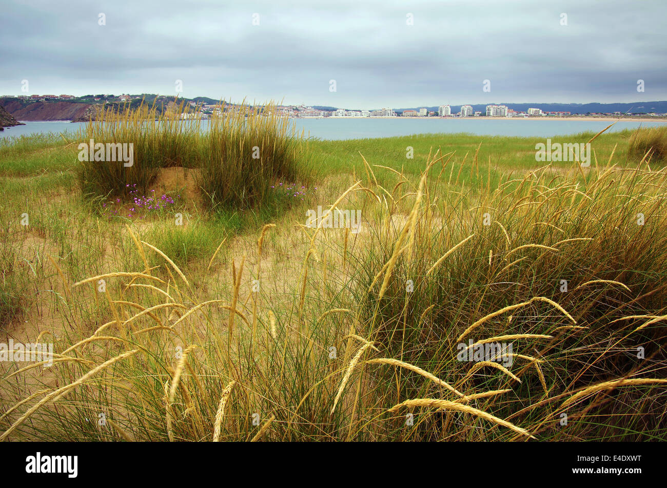 Strand-Landschaft mit Dünen und wilde Vegetation und das Meer im Hintergrund Stockfoto