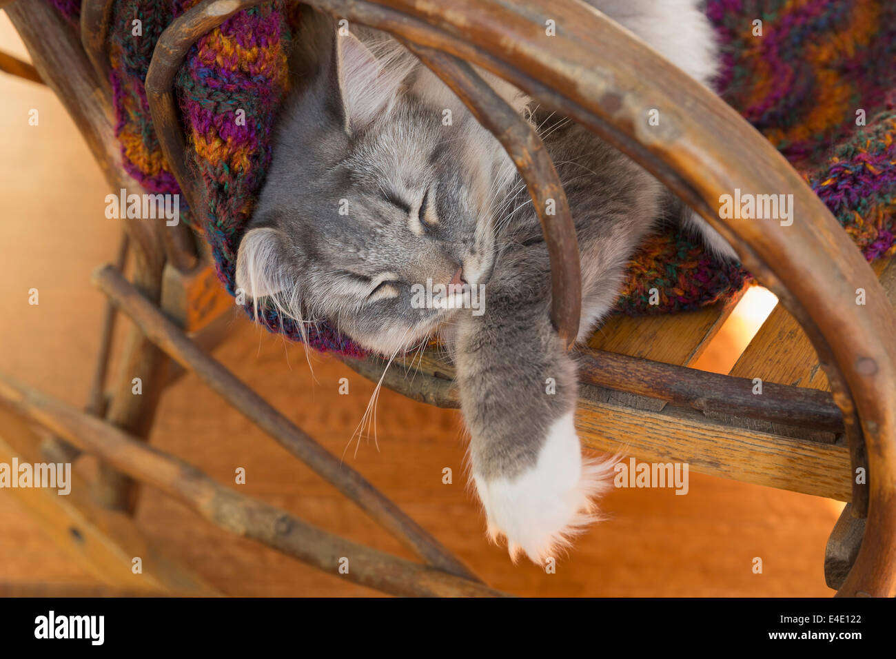 Nahaufnahme einer grau Tabby Katze schlafen in einem hölzernen Schaukelstuhl Stockfoto