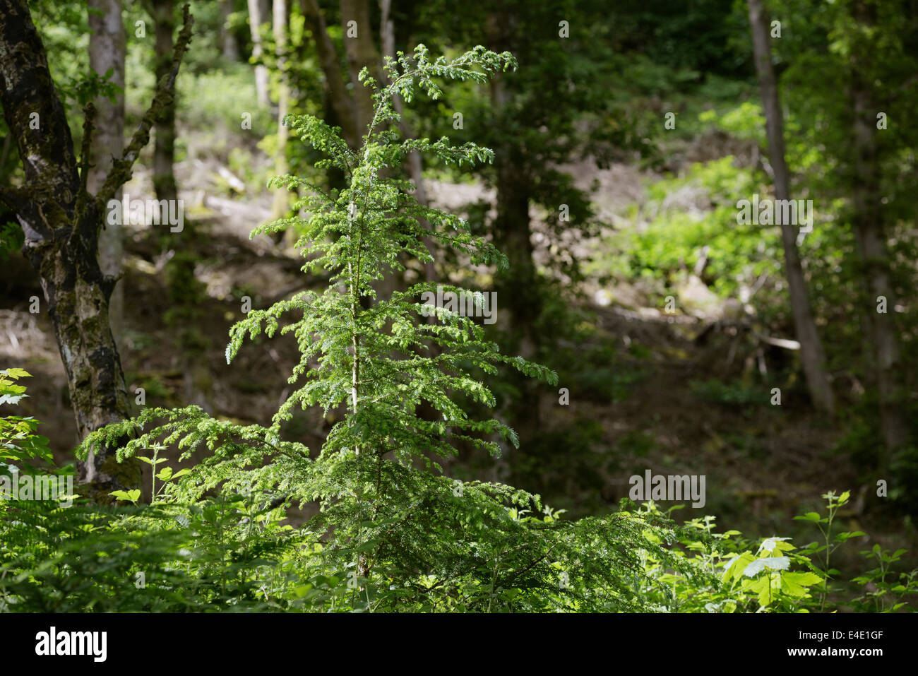 Tsuga Heterophylla Western Hemlock Regeneration auf einem alten bewaldeten Gelände geräumt zuvor von Nadelbäumen, Wales, UK Stockfoto