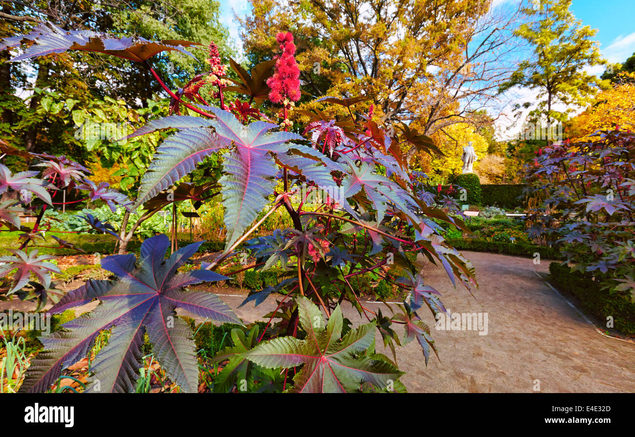 Pflanze Rizinusöl (Ricinus Communis) an der königliche Botanische Garten. Madrid. Spanien Stockfoto