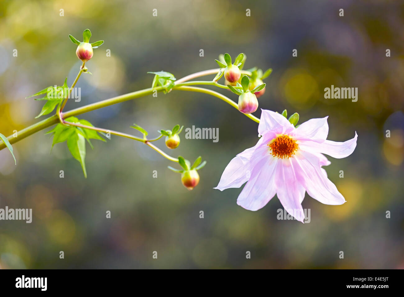 Dahlia Imperialis an der königliche Botanische Garten. Madrid. Spanien Stockfoto