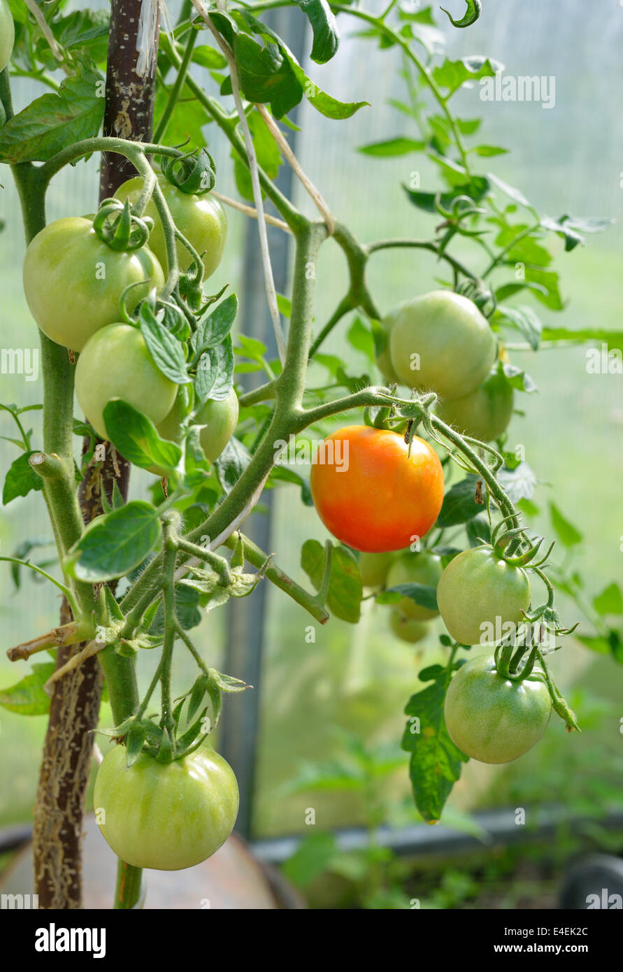 Tomaten im Gewächshaus Reifen Stockfoto