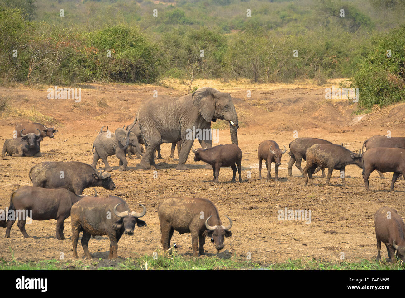 Elefanten und Büffel an den Ufern des Queen Elizabeth National park ich Uganda, Afrika Stockfoto
