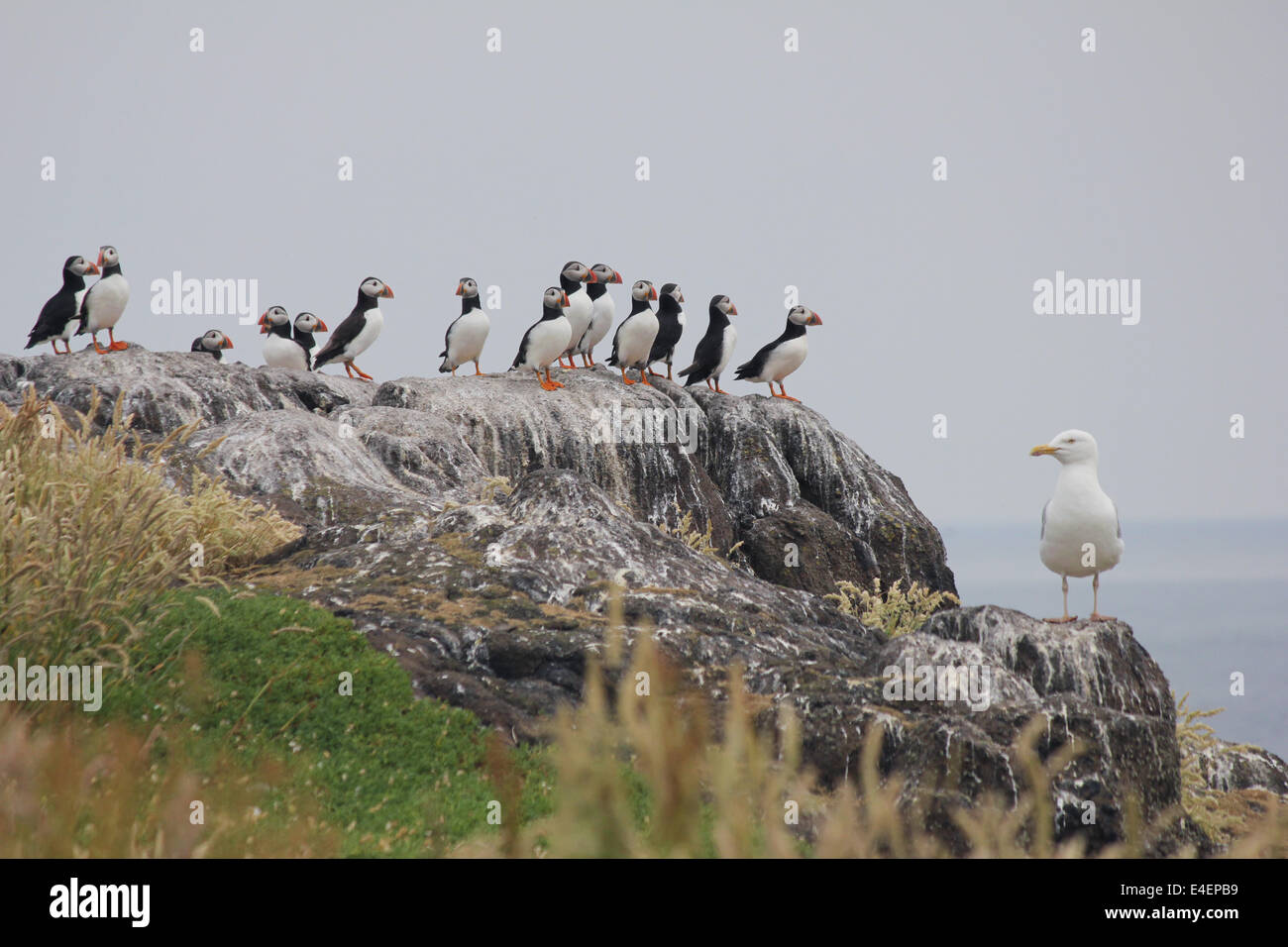 Kolonie der Papageientaucher auf der Isle of May, Schottland Stockfoto