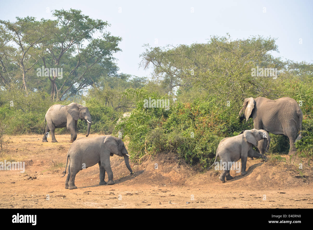 Elefant in Queen Elizabeth National Park, Uganda, Afrika Stockfoto