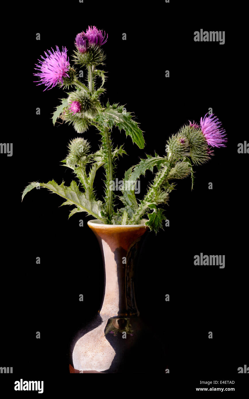 Distel Blumen in einer Vase auf schwarzem Hintergrund isoliert Stockfoto