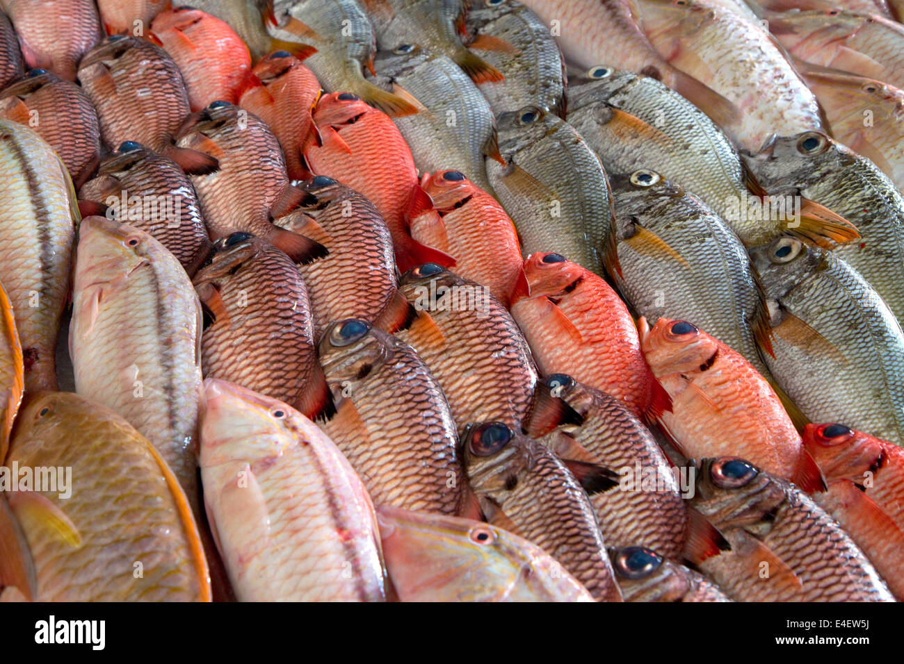 Bunte Fische zeigen auf dem Markt von Papeete auf der Insel Tahiti, Französisch-Polynesien. Stockfoto