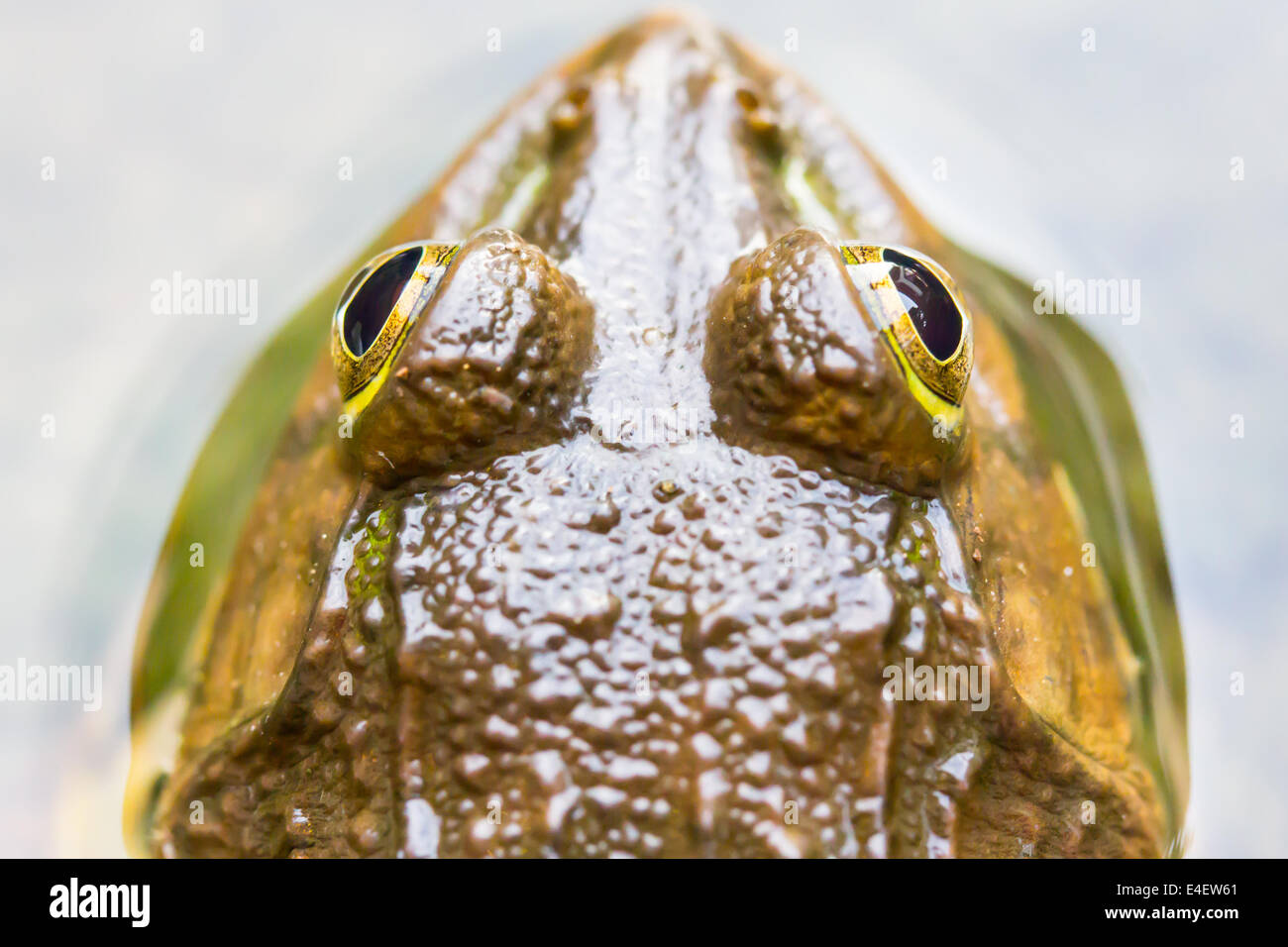 Frosch im Teich hautnah Stockfoto