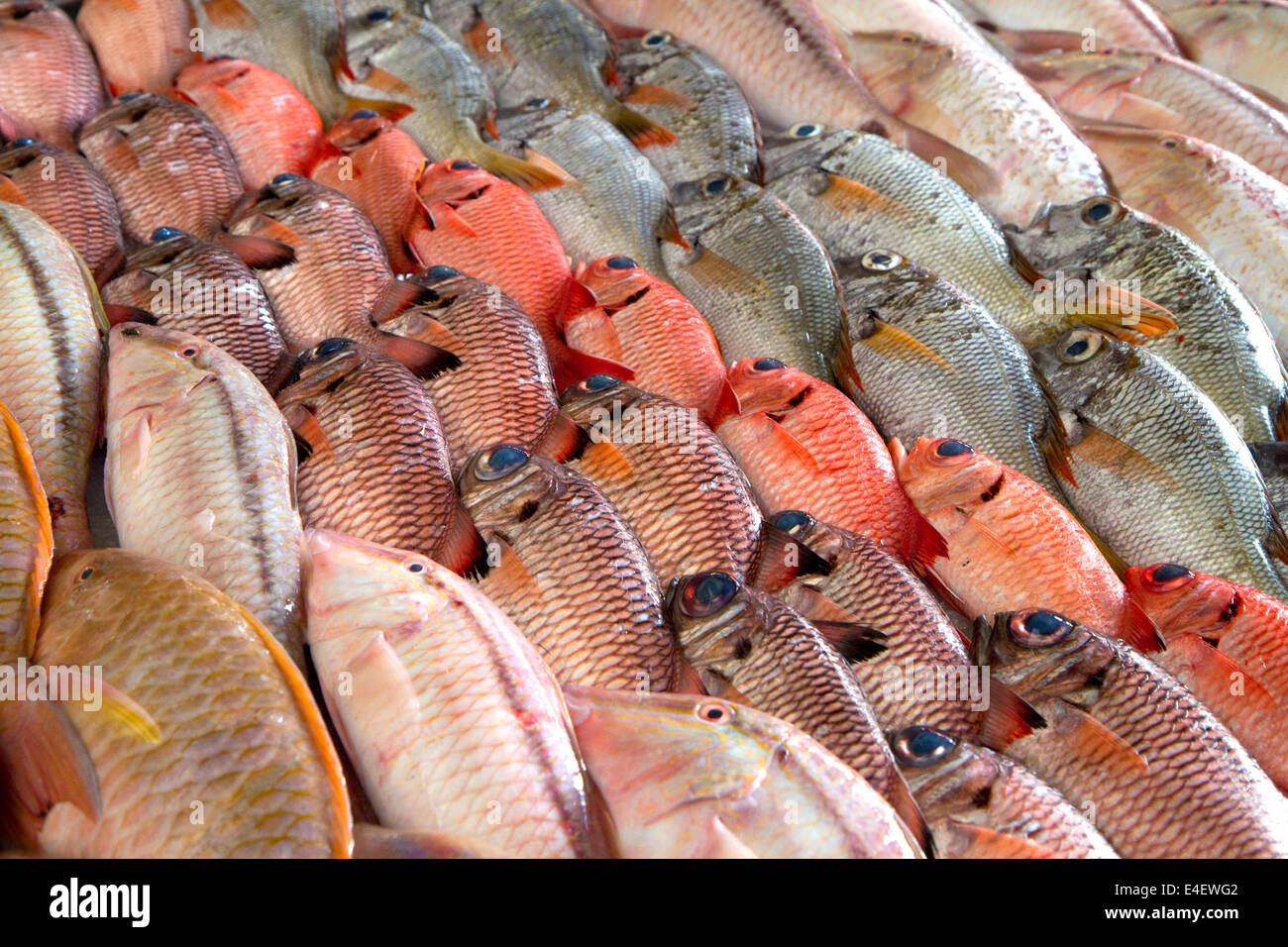 Bunte Fische zeigen auf dem Markt von Papeete auf der Insel Tahiti, Französisch-Polynesien. Stockfoto