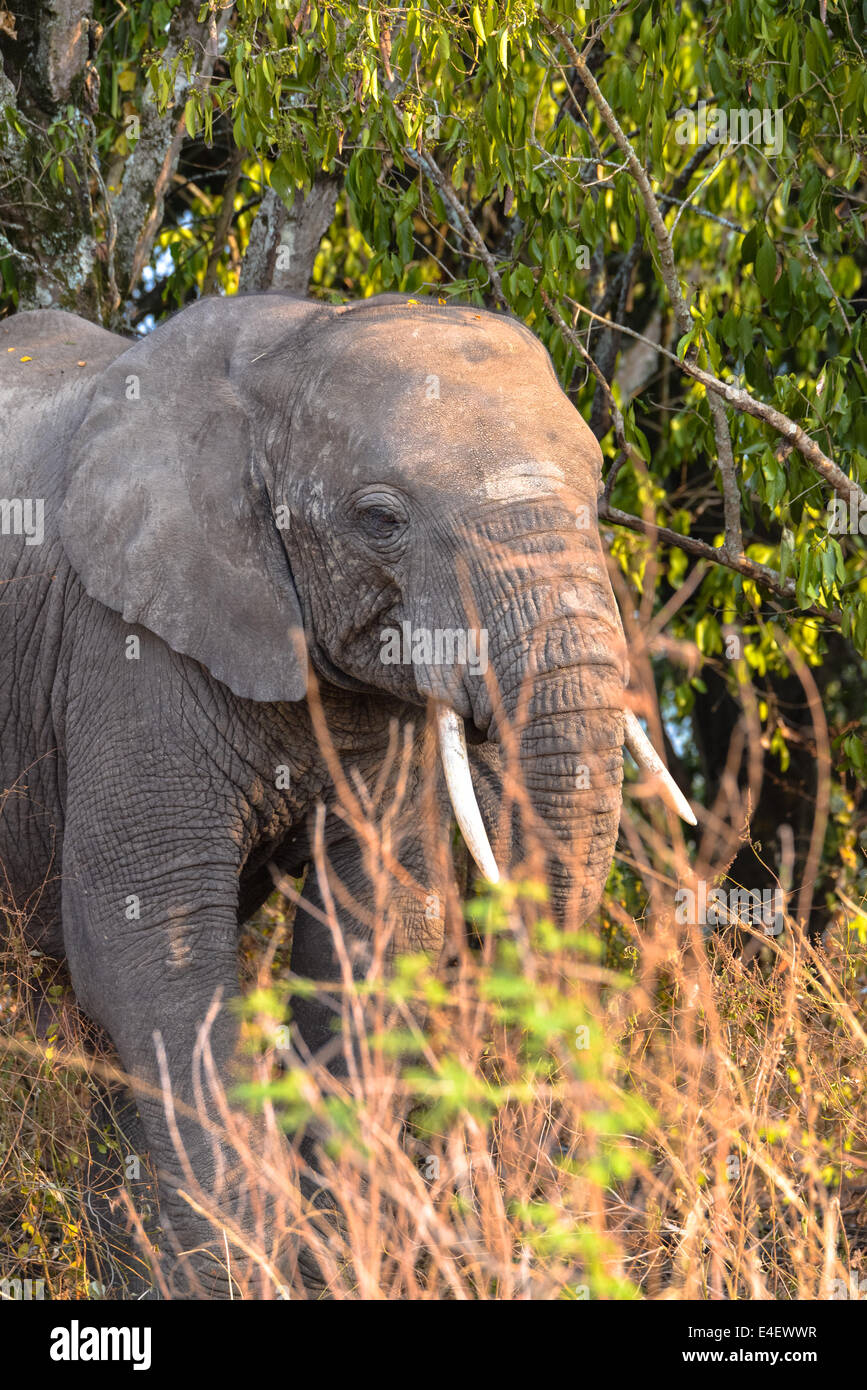 Elefant in Queen Elizabeth National Park, Uganda, Afrika Stockfoto