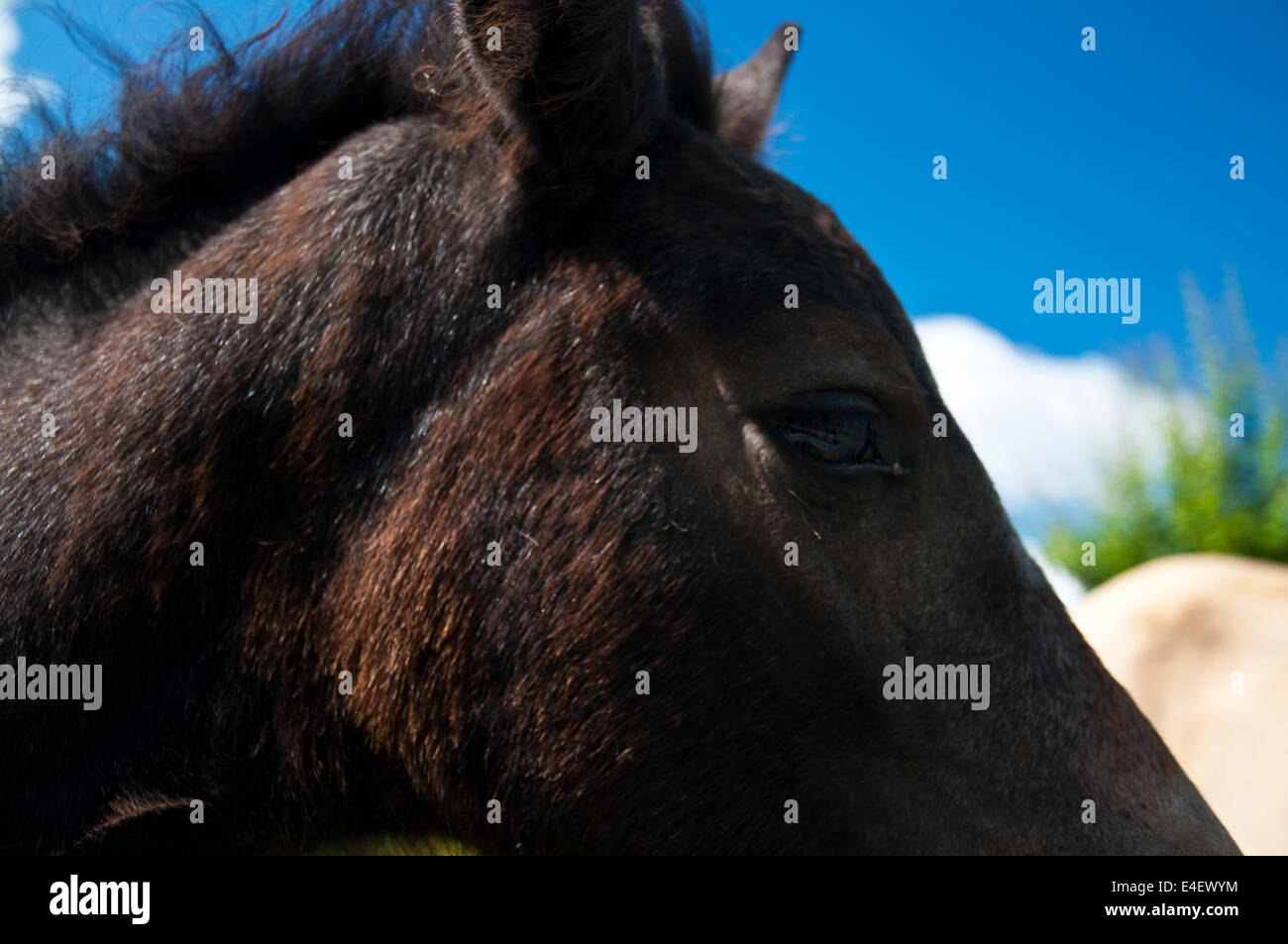 Pferd Fohlen Portrait. Close Up. Stockfoto