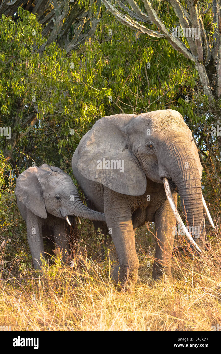 Elefant in Queen Elizabeth National Park, Uganda, Afrika Stockfoto