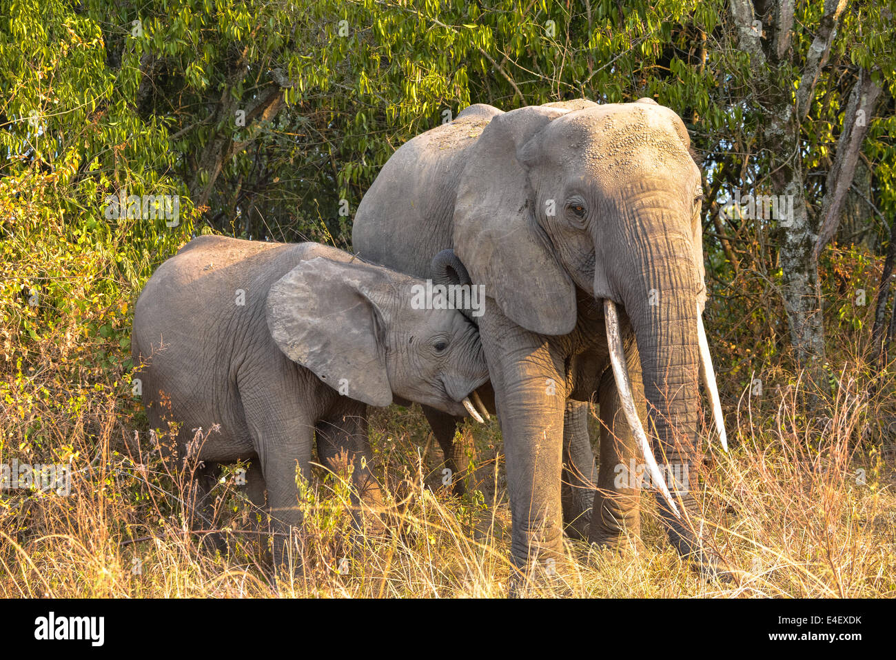 Elefant in Queen Elizabeth National Park, Uganda, Afrika Stockfoto