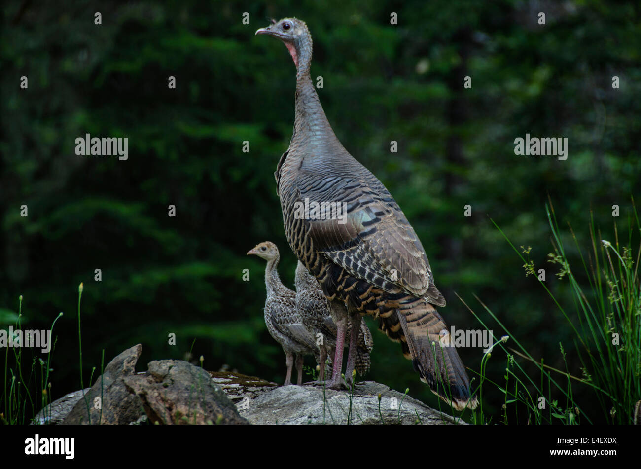 Ein wildes Huhn Trkei (Meleagris Gallopavo) und Kken sind hufige  Bewohner in der Sierra Foothills of Northern California Stockfotografie -  Alamy