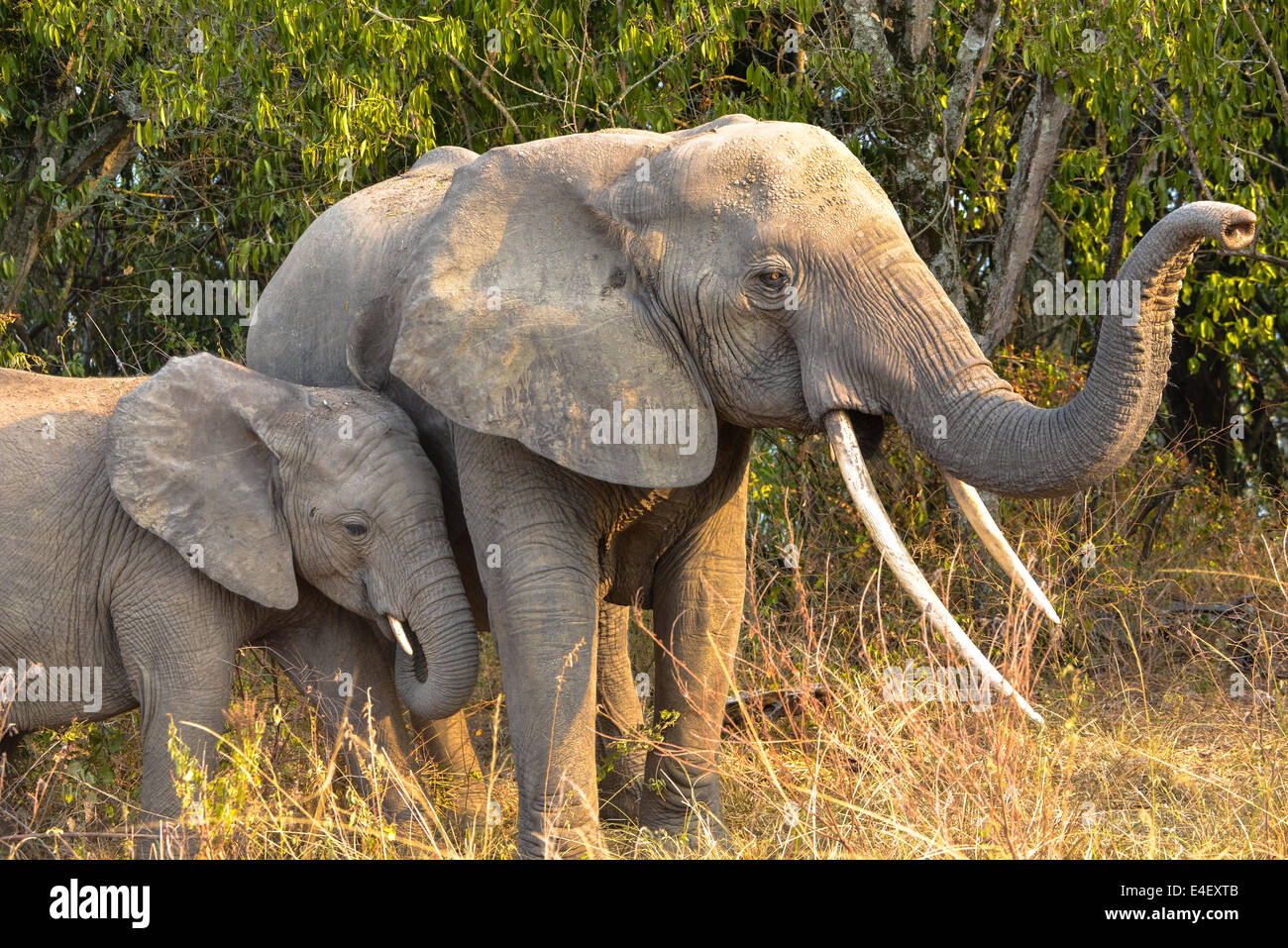 Elefant in Queen Elizabeth National Park, Uganda, Afrika Stockfoto