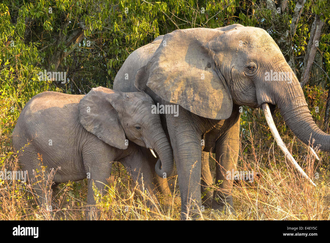 Elefant in Queen Elizabeth National Park, Uganda, Afrika Stockfoto