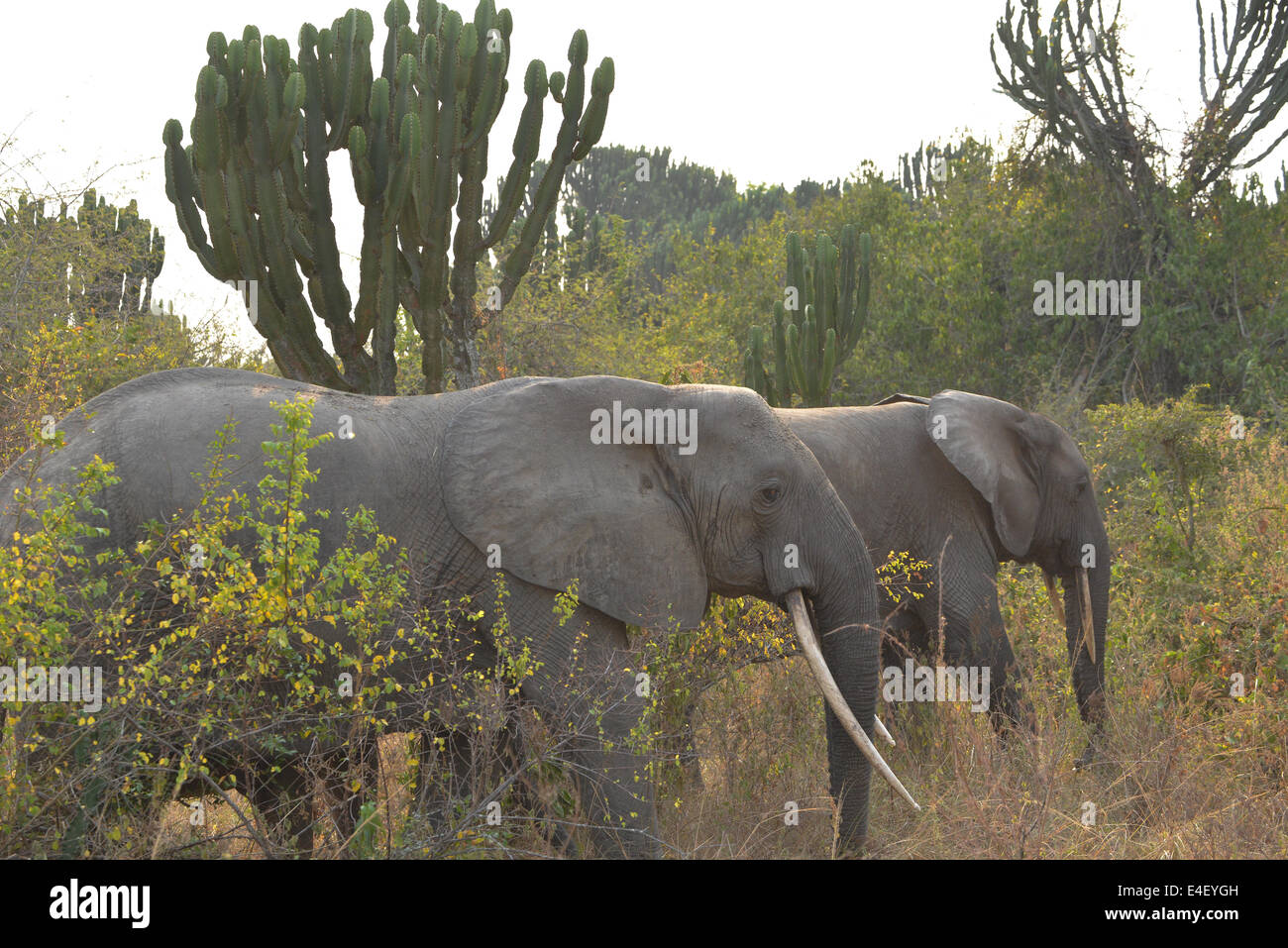 Elefant in Queen Elizabeth National Park, Uganda, Afrika Stockfoto