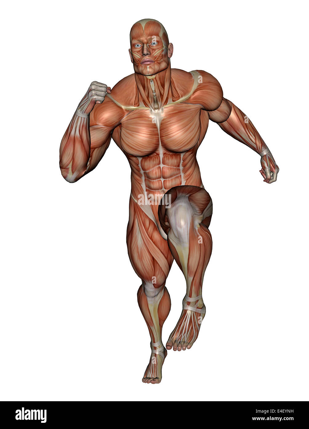 Muskulöser Mann laufen, isolierten auf weißen Hintergrund. Stockfoto