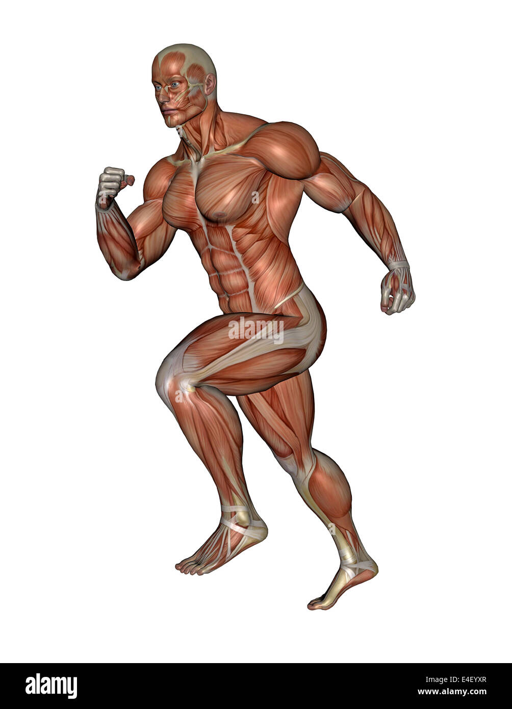 Muskulöser Mann laufen, isolierten auf weißen Hintergrund. Stockfoto