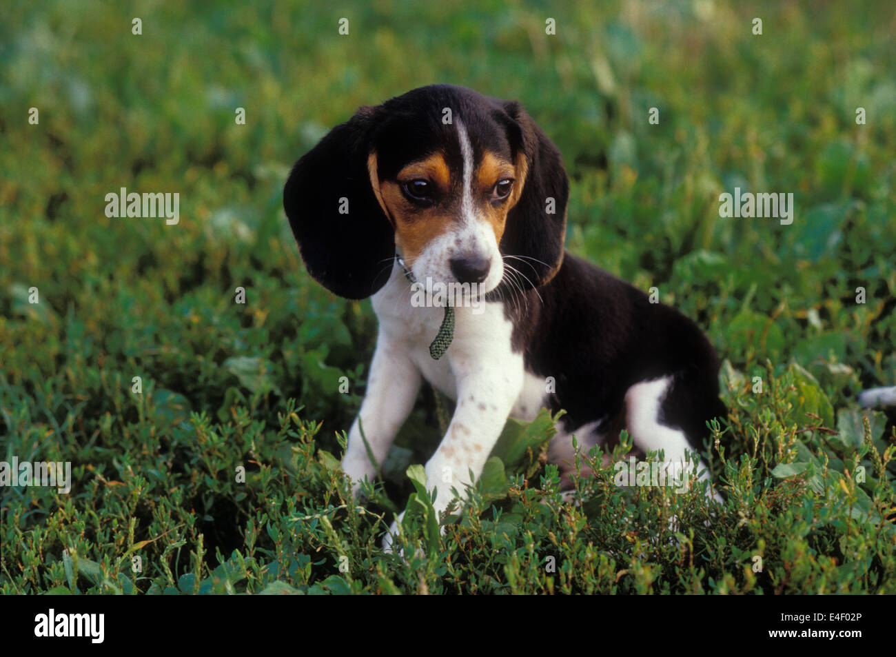 Beagle Welpen Stockfoto