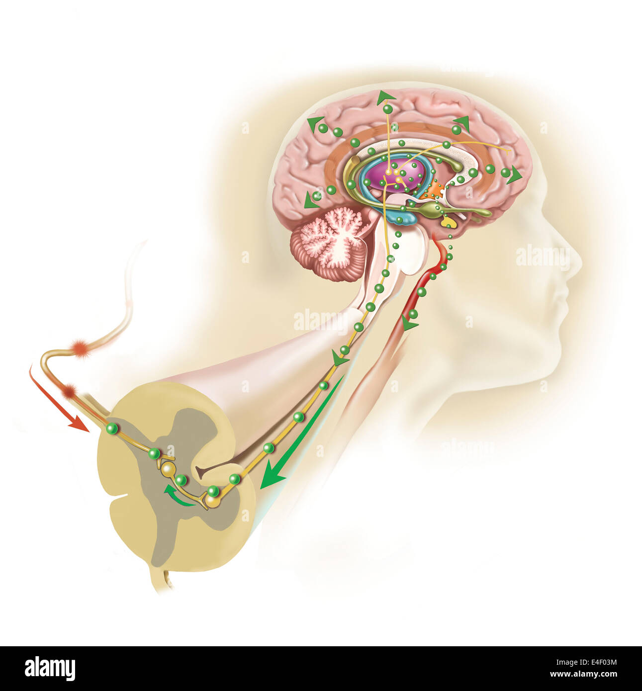 Endorphine, die im Hypothalamus freigegeben reisen hinunter das Rückenmark zu Schmerzen Nachrichten blockieren. Stockfoto