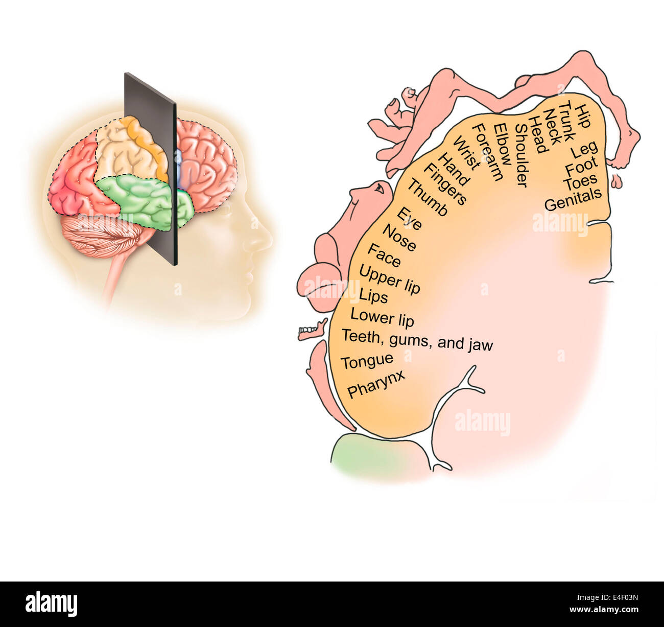 Koronaler Abschnitt durch menschliche Gehirn zeigt das Layout des sensorischen Cortex. Stockfoto