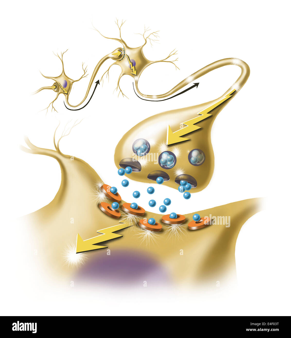 Detail einer Nerv Synapse zeigt die Freisetzung von Neurotransmittern. Stockfoto