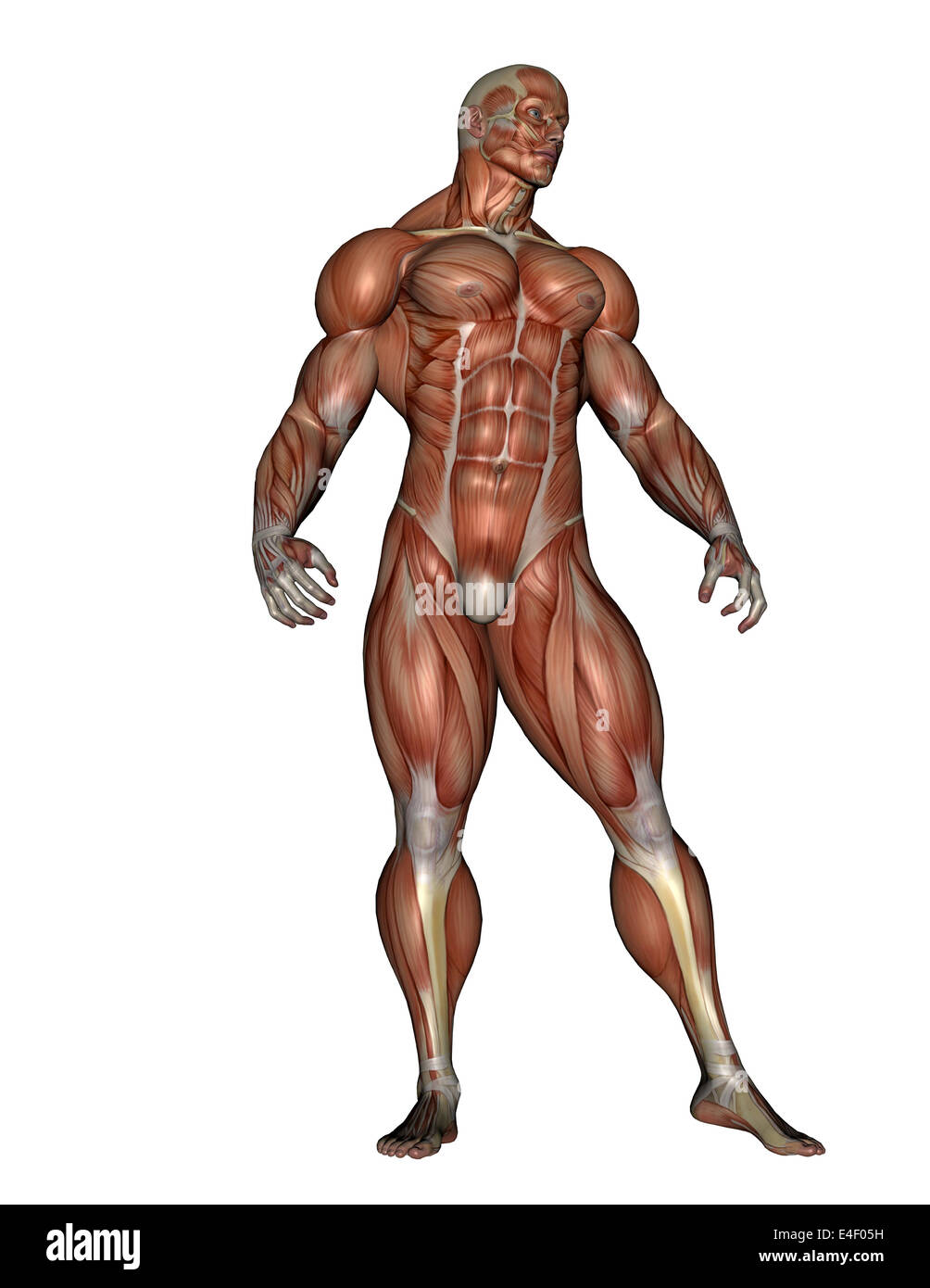 Muskulöser Mann stehend, isoliert auf weißem Hintergrund. Stockfoto