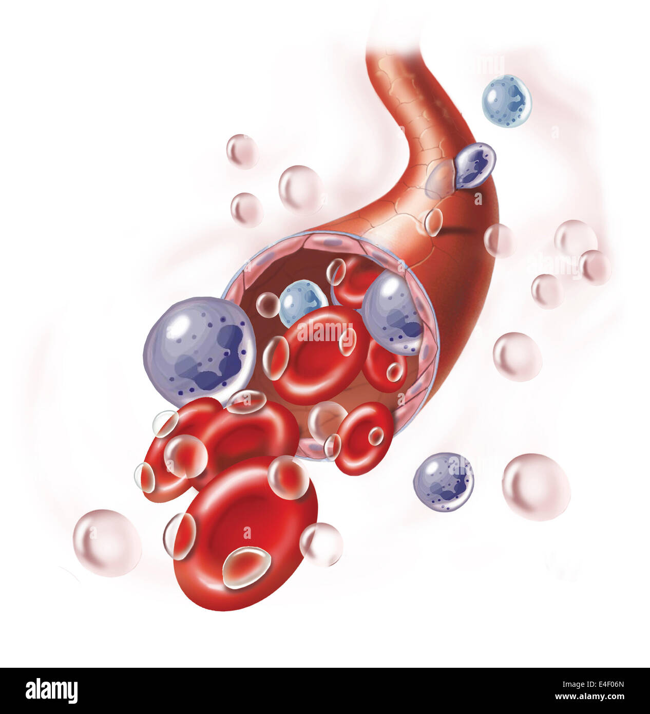 Arteriola mit roten Blutkörperchen, weißen Blutkörperchen und Sauerstoff. Stockfoto