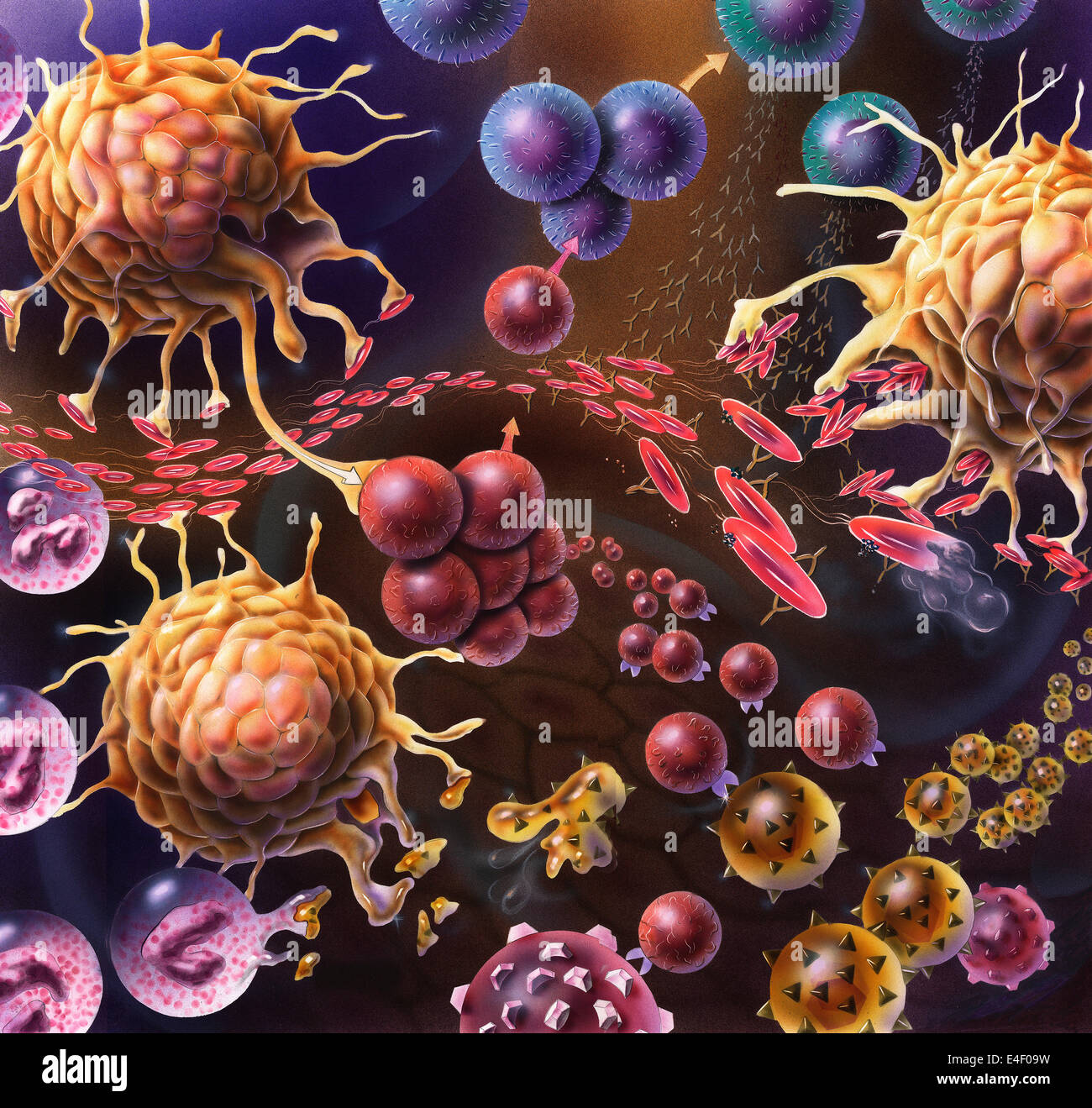 Künstlerische Darstellung des Immunsystems Reaktion auf die Bakterien in das Gewebe eindringen. Stockfoto