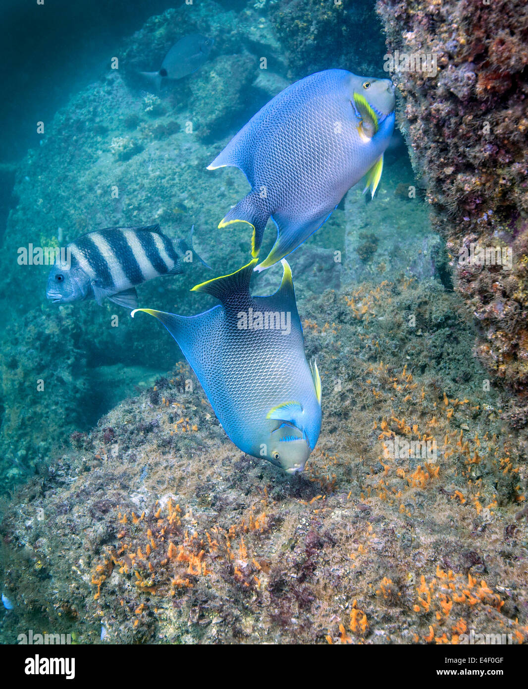 Blaue Kaiserfische ernähren sich von Korallen und Algen mit Schafkopf im Hintergrund. Stockfoto