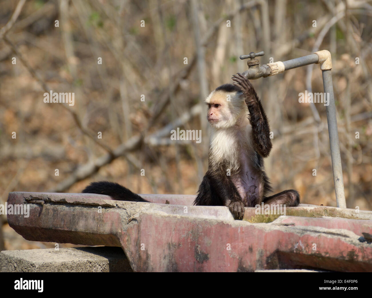 White-faced Capuchin Affen, Cebus Capucinus, Guanacaste, Costa Rica auf einen Campingplatz Wasserhahn Stockfoto