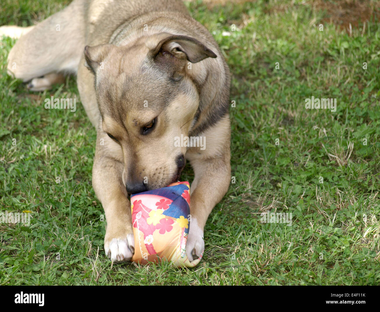 Mein schöner Hund mit seinem Lieblingsspielzeug Stockfoto
