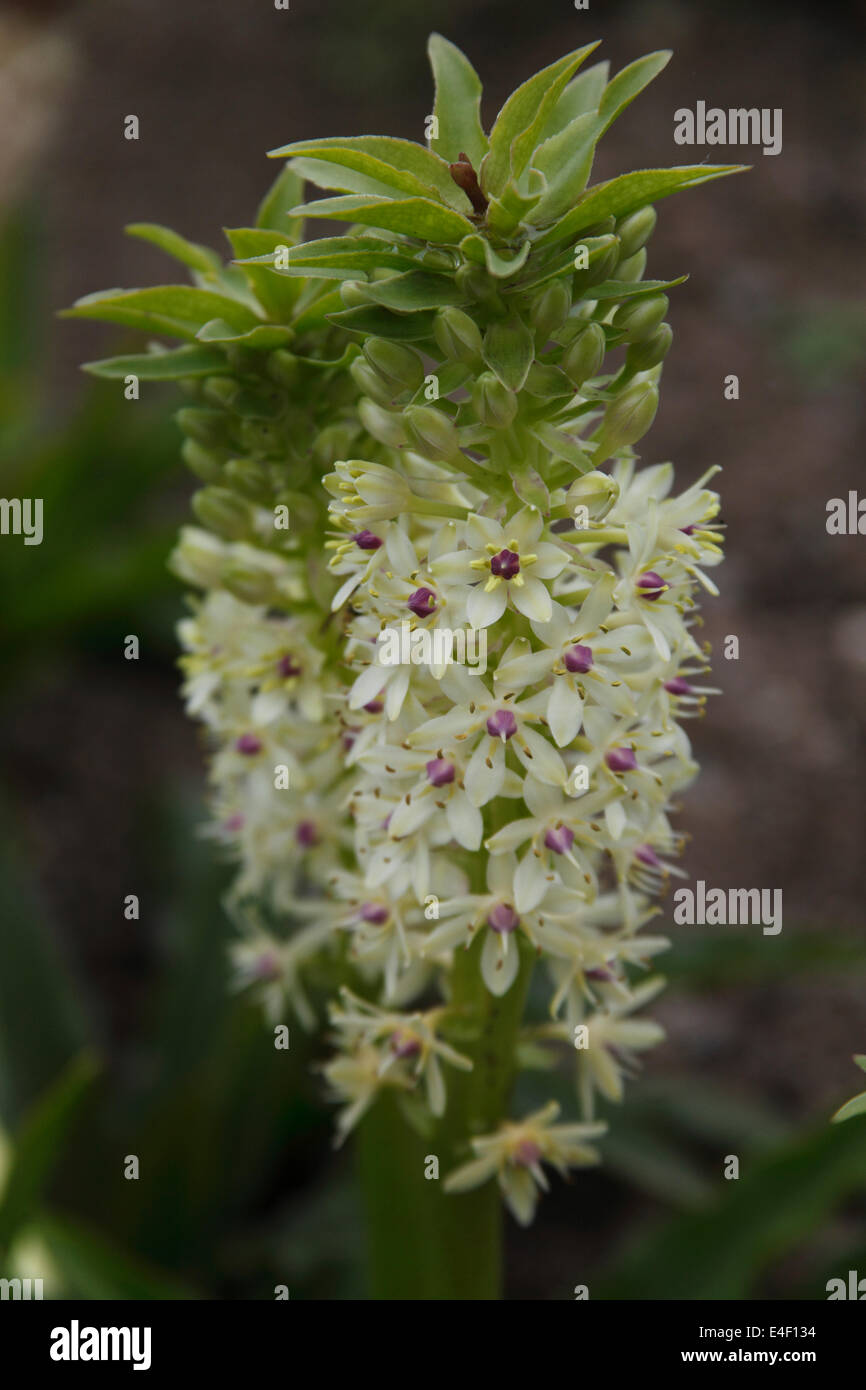 Eucomis Comosa Nahaufnahme Blume Stockfoto