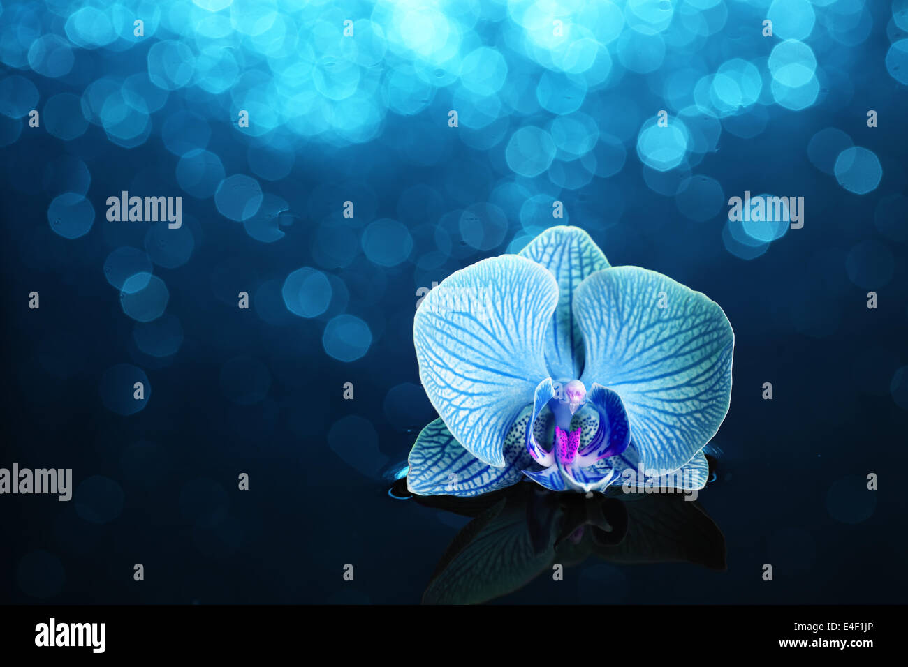 Orchidee im Wasser mit Lichtern Stockfoto