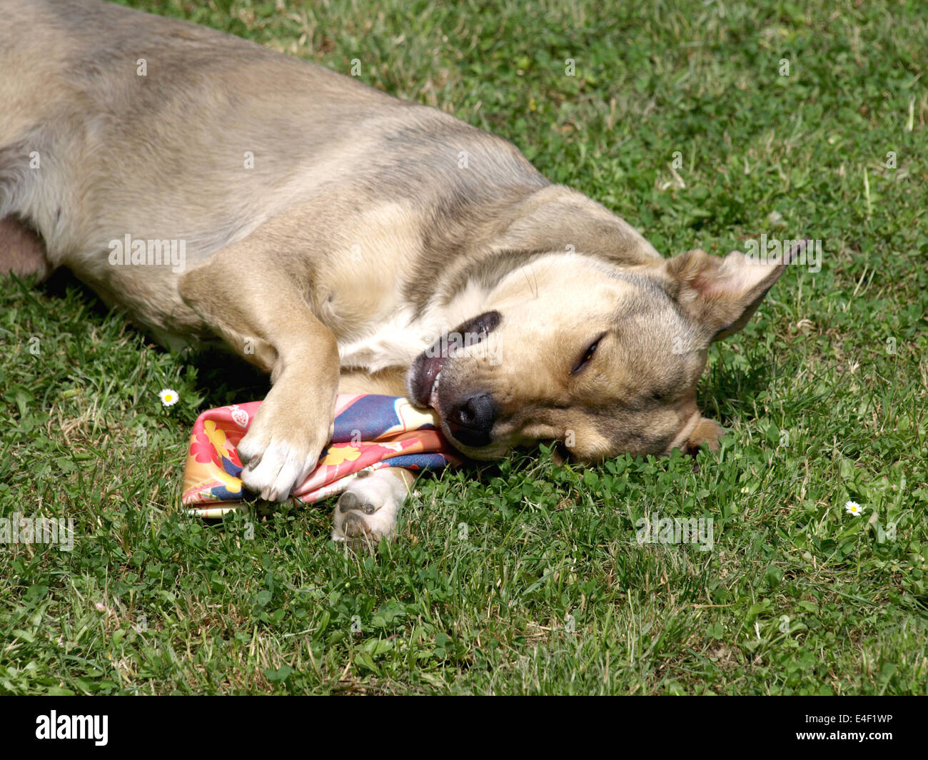 Mein schöner Hund mit seinem Lieblingsspielzeug Stockfoto