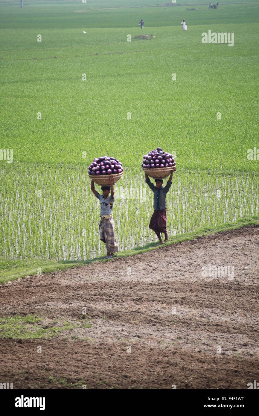 Landwirt arbeiten in ihr Ackerland, Landwirt, Asien, asiatisch, Ethnizität, Bangladesch, Bangladesh, Korb, Bengali, Boot, Farbe, Bild, Mangel, Stockfoto