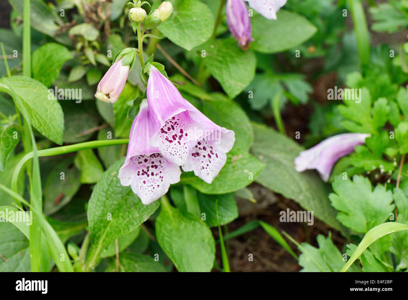 Nahaufnahme von Digitalis Blumen lila Farbe Stockfoto