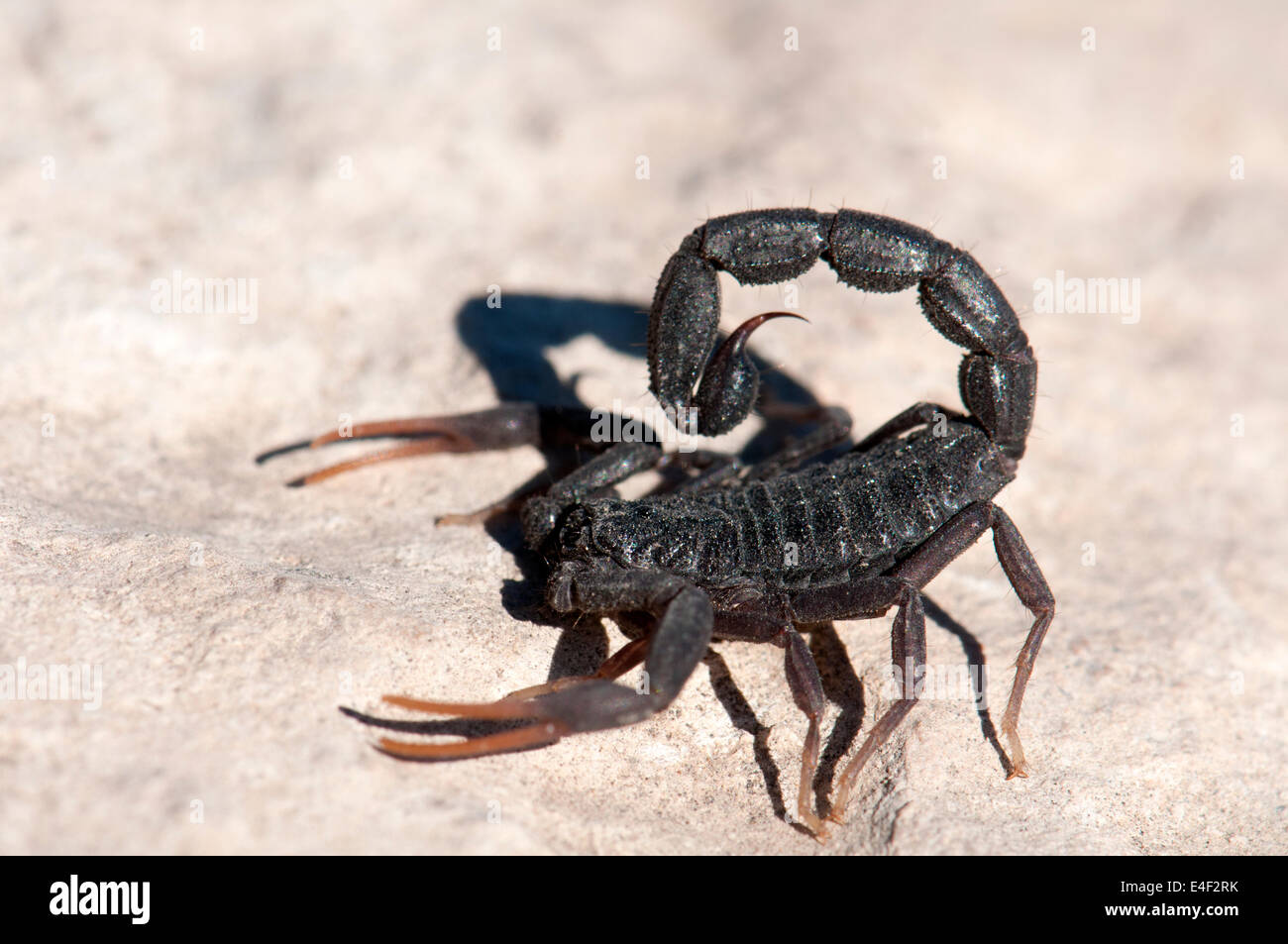 Black Scorpion auf einem Felsen Stockfoto