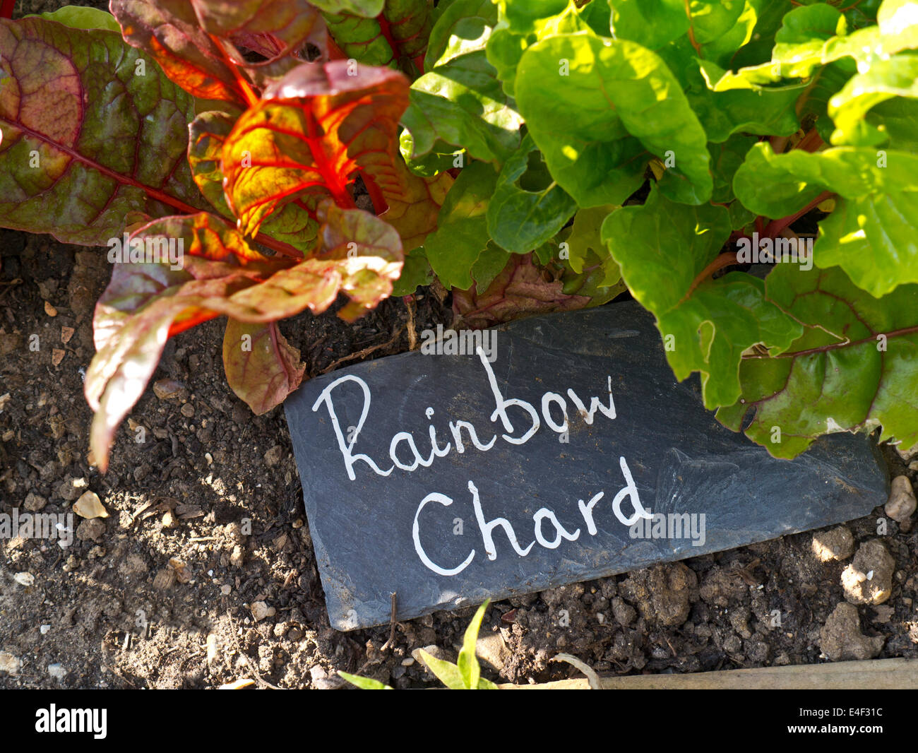Regenbogen Mangold wächst in einem Gemüsegarten mit rustikalen Schiefer Typenschild Stockfoto