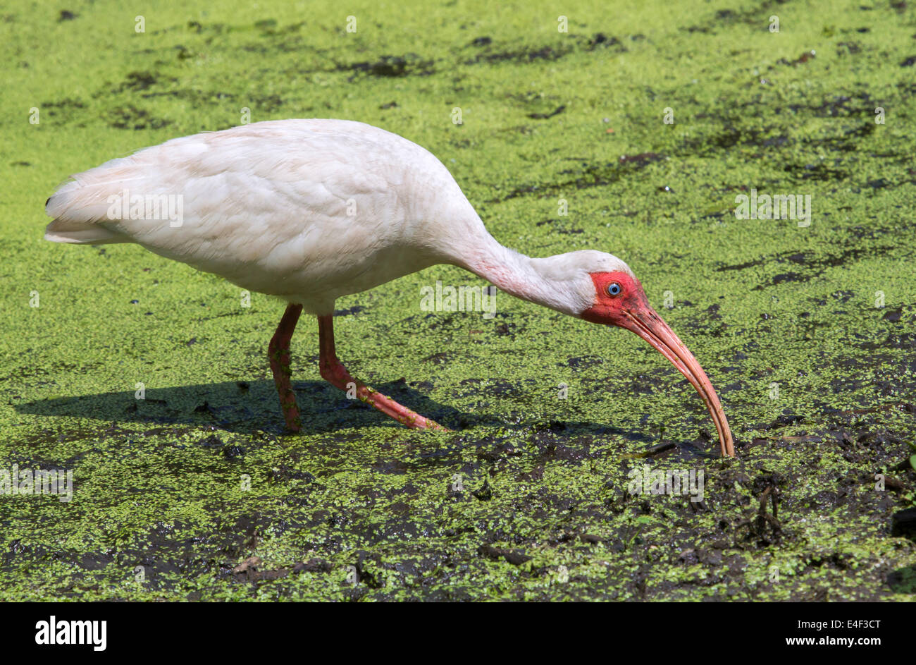 Amerikanische weiße Ibis (Eudocimus Albus) auf Nahrungssuche in einem Sumpf, Brazos Bens State Park, Texas, USA. Stockfoto