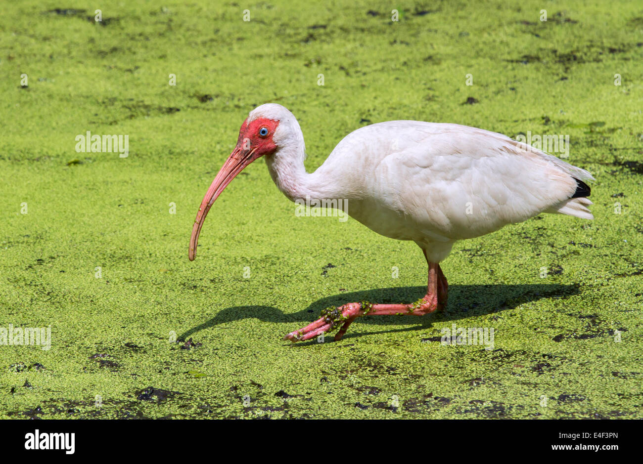 Amerikanische weiße Ibis (Eudocimus Albus) auf Nahrungssuche in einem Sumpf, Brazos Bens State Park, Texas, USA. Stockfoto