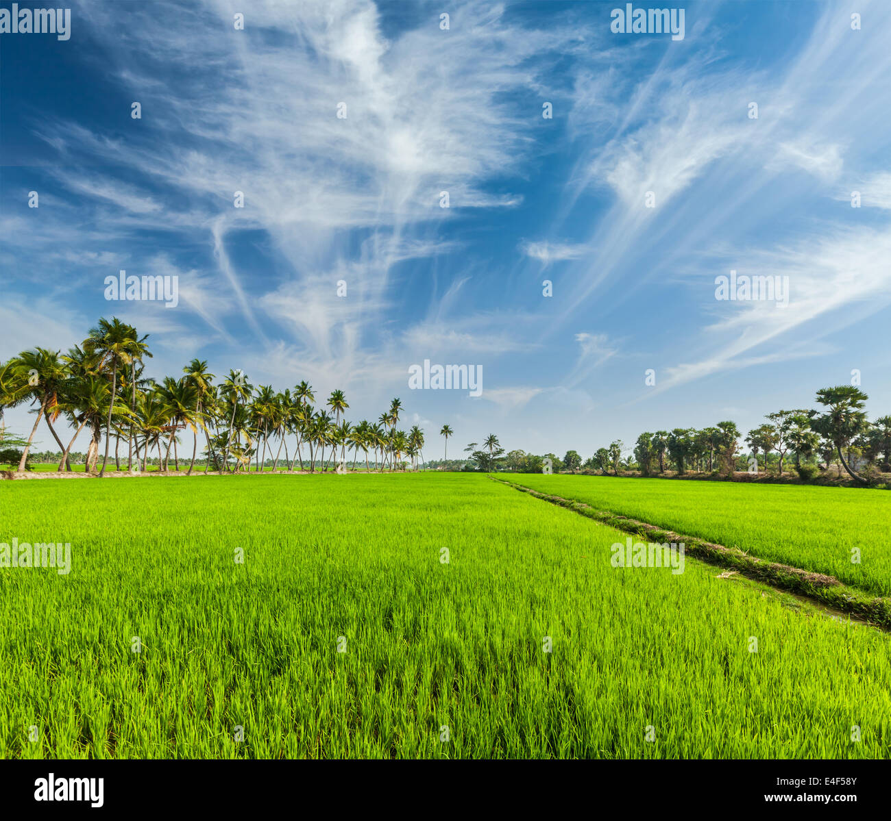 Ländliches indische Motiv - Reis Reisfeld und Palmen. Tamil Nadu, Indien Stockfoto