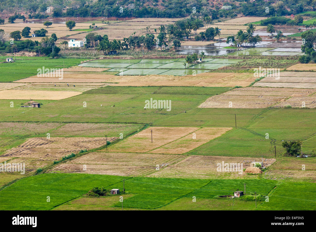 Aeiral Sicht auf indische Landschaft mit Reisfeldern. In der Nähe von Thirukalukundram, Tamil Nadu, Indien Stockfoto