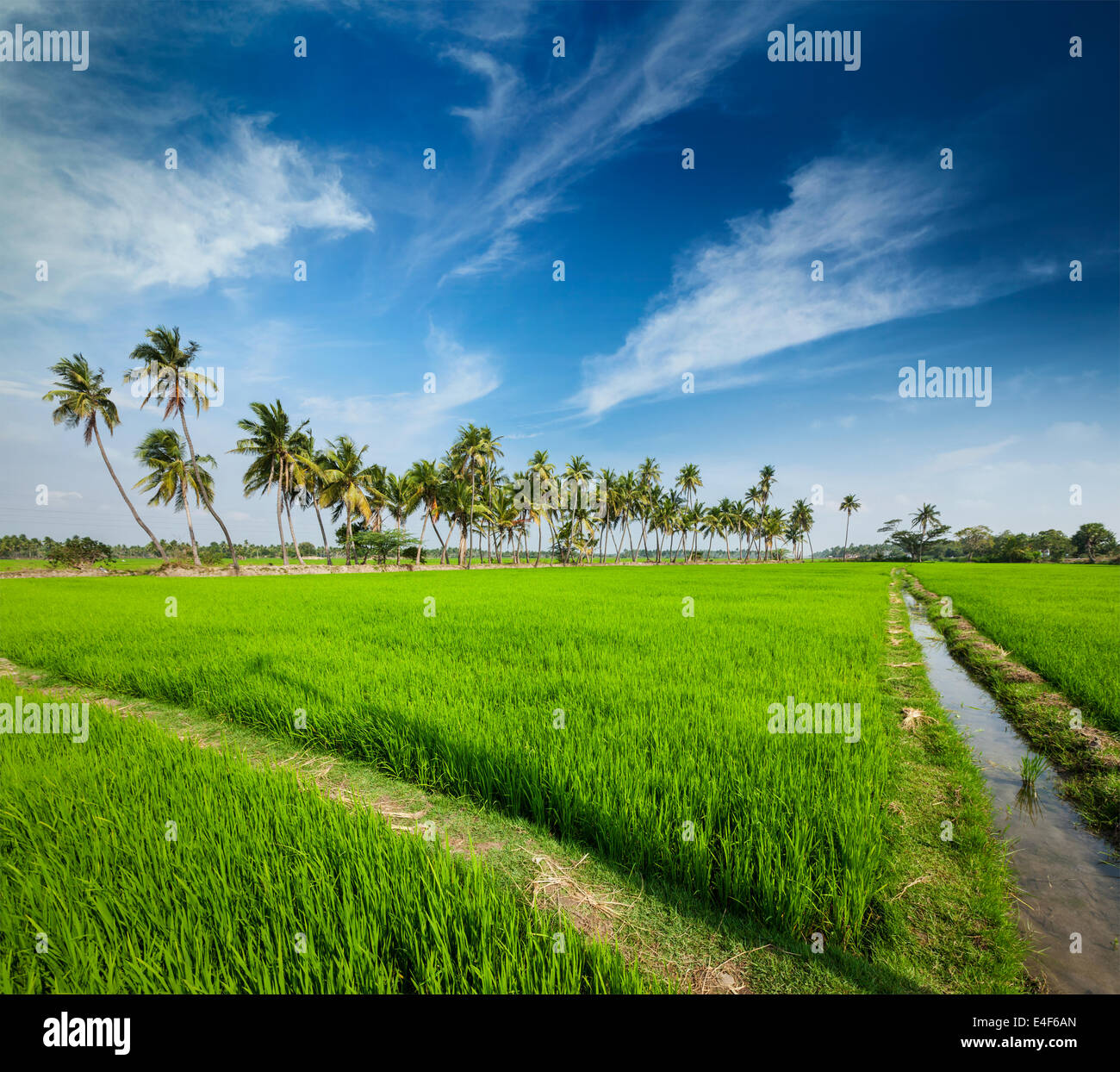 Ländliches indische Motiv - Reis Reisfeld und Palmen. Tamil Nadu, Indien Stockfoto