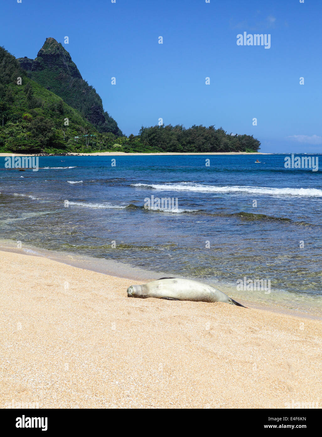 Hawaiianische Mönchsrobbe, die Ruhe am Strand in Haena mit Mt. Makana genannt Bali Hai, im Hintergrund Stockfoto