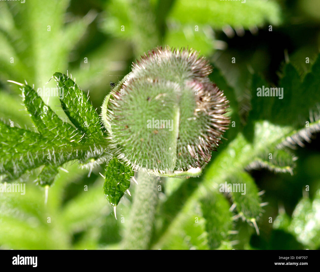 Knospe, rote Mohn in meinem Garten angebaut Stockfoto