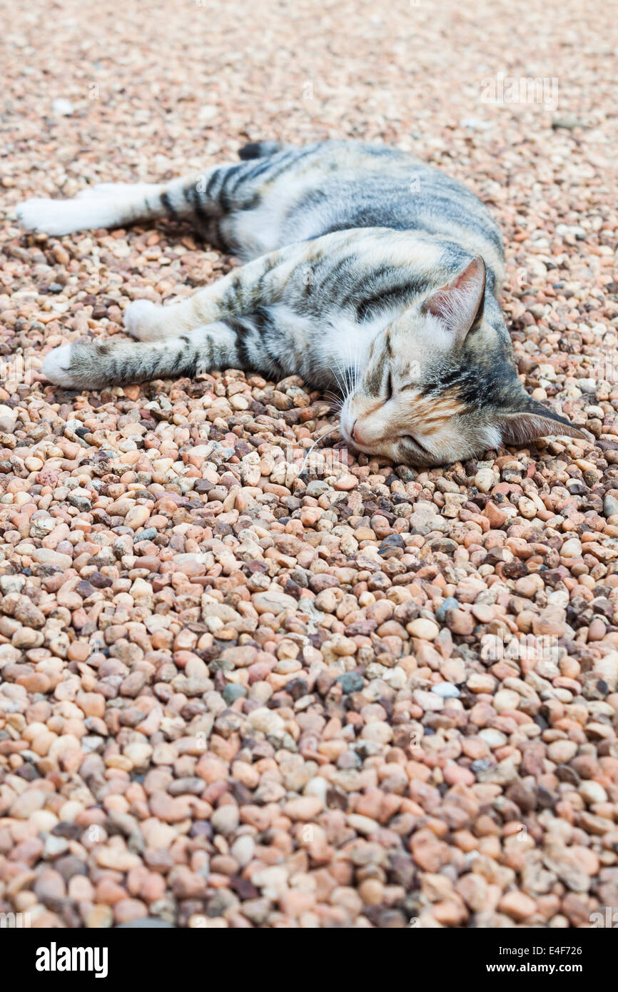 Katze, die Festlegung auf braune Kiesel am Boden im Inneren des Hauses Stockfoto